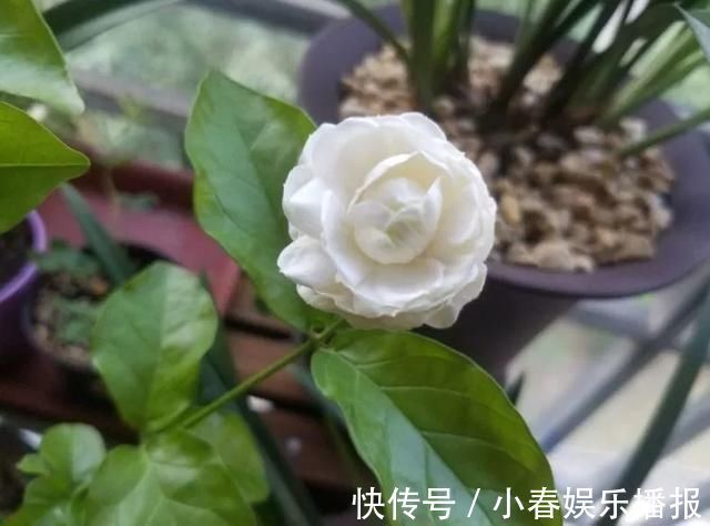 花友|花友们，茉莉花期的时候，4件事万万不能做，不然花苞呼呼落