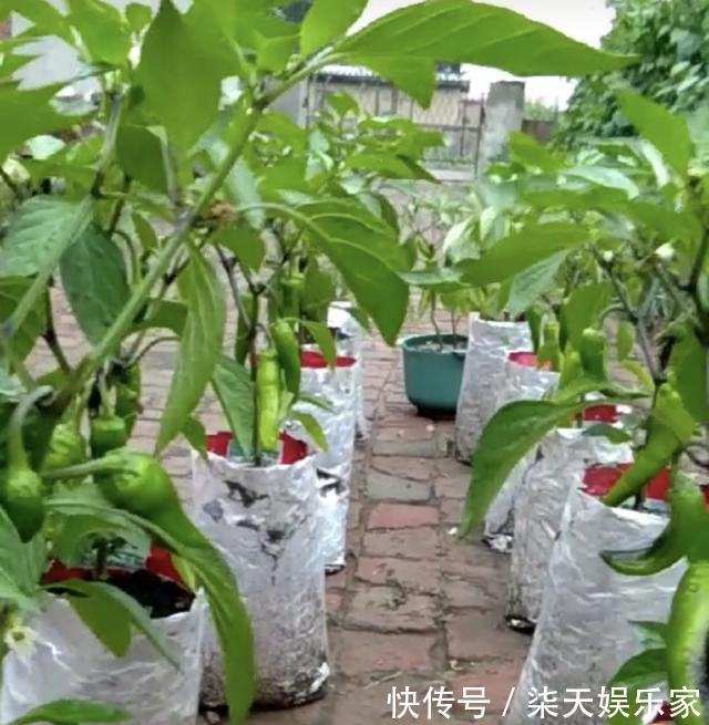 花友|养花不成“改种菜”，红辣椒种在“编织袋”里，一次能摘30斤