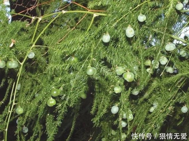 文竹、武竹和松叶武竹三“兄弟”,颜值高,哪种养护难度高!