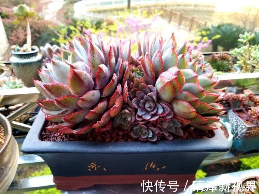 多肉|多肉就得懒人养,水越少越不管,呼呼爆出一大盆!