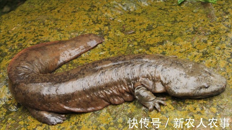 运气来了挡都挡不住,走路也能捡条娃娃鱼