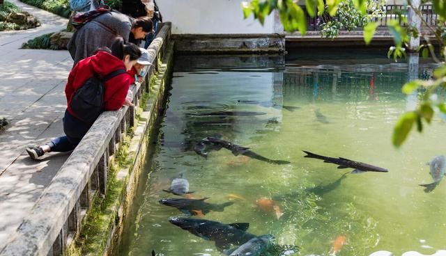 青鱼的“悲哀”：衔着宝石的明星鱼，却因野蛮生长而沦为“废柴”