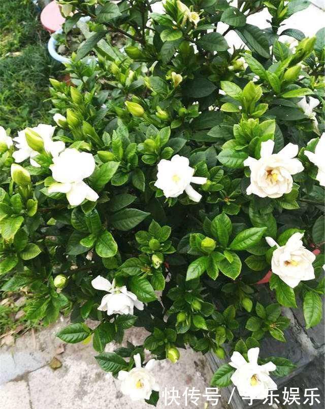 茜草科|养“栀子花”,注意1个小细节,不黄叶、不掉苞,油绿茂盛开花多