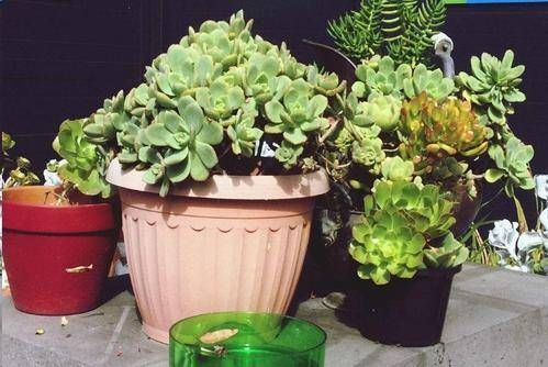 给花换盆后，3件事不能做，不然难服盆，还长不好