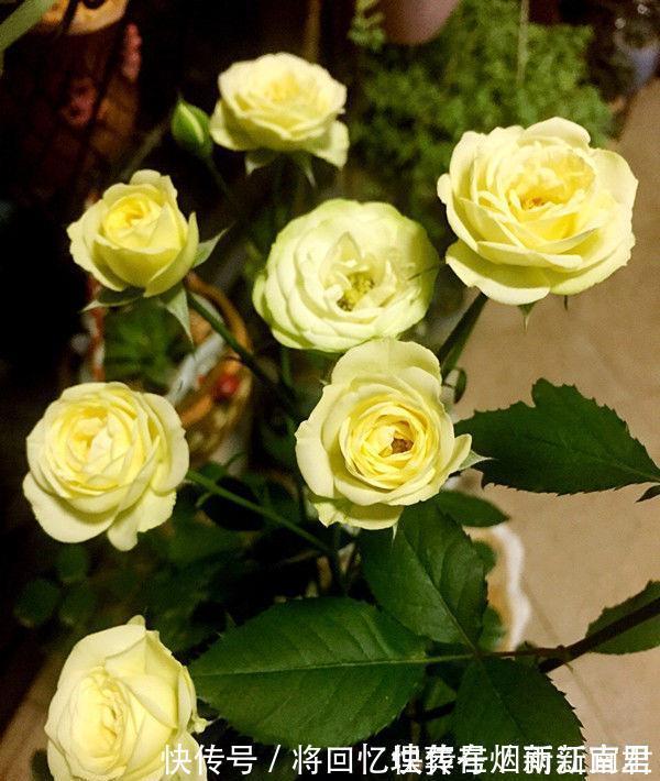 聪明人都养4种花，财源滚滚来，招财又开运，你养了吗？