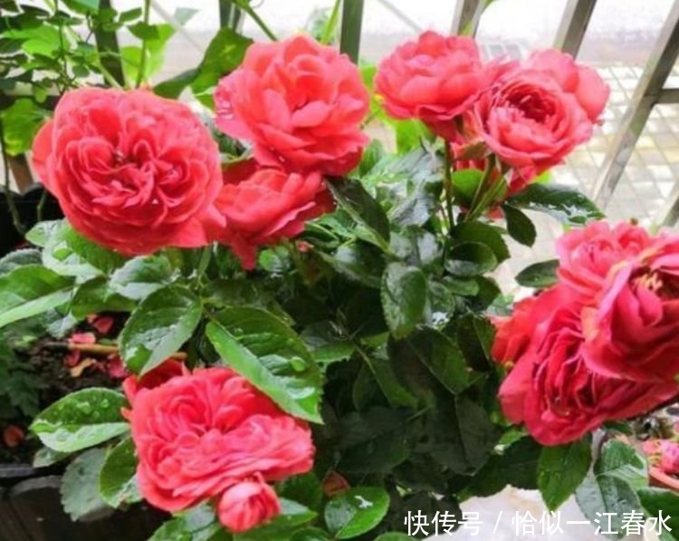 植株|夏天已到,这几款花卉养在家里,花色多彩绚丽,敢和牡丹比美