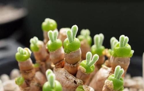  你家|5种长相奇特的多肉，有2种花市上也买不到，你家有吗？