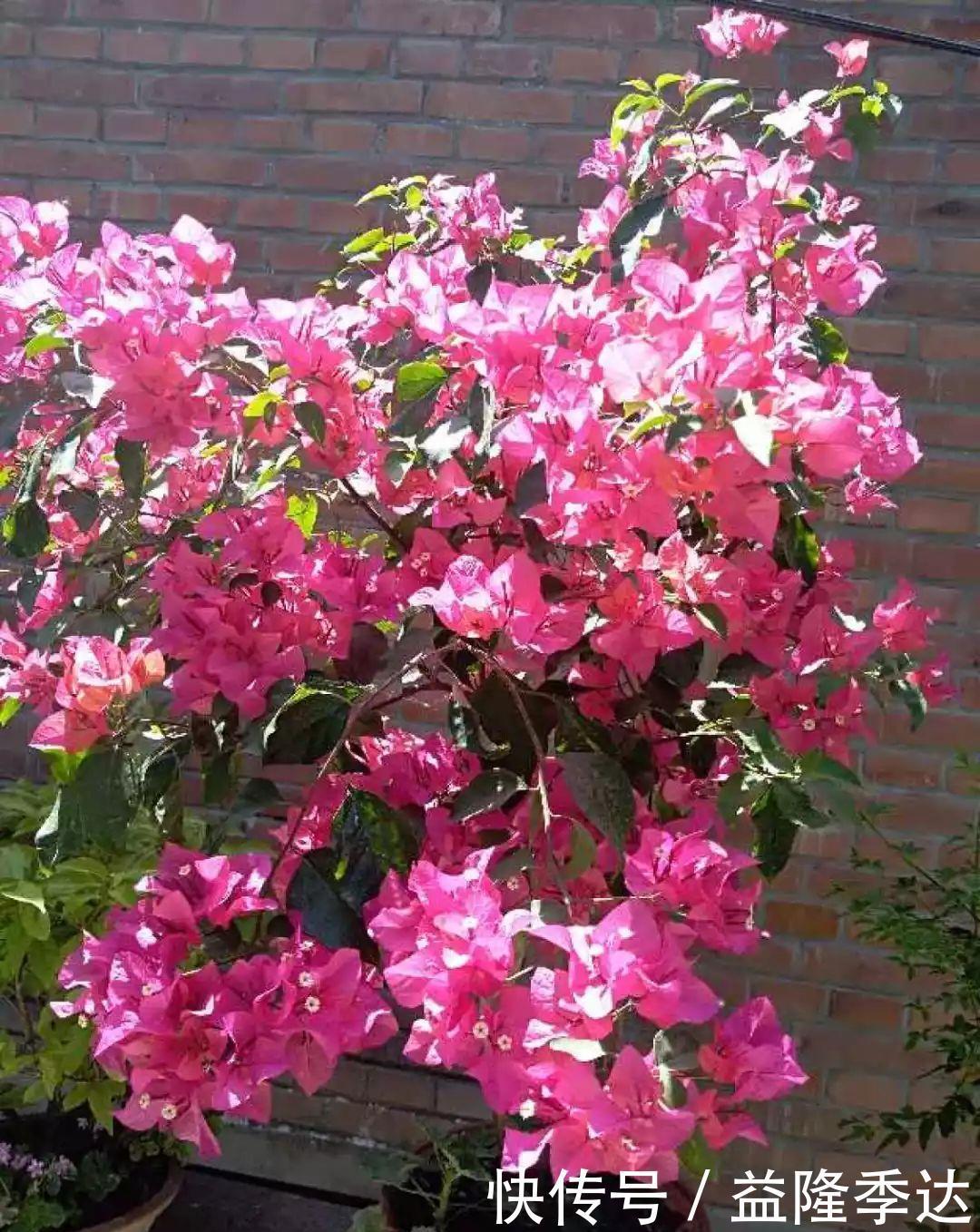 煤渣|家里吃剩的果皮,拿来养花嗖嗖长,不黄叶、开花多