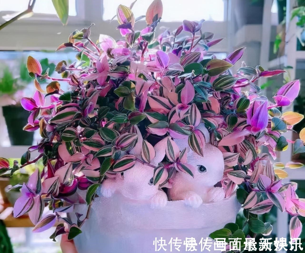 价格不菲的“三吊兰”,适合“封闭阳台”养护,叶色鲜艳还勤花