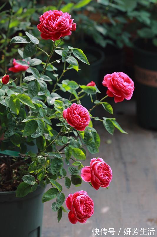 此款盆栽植物,花朵像牡丹,又美又香,四季都开花,很值得栽种