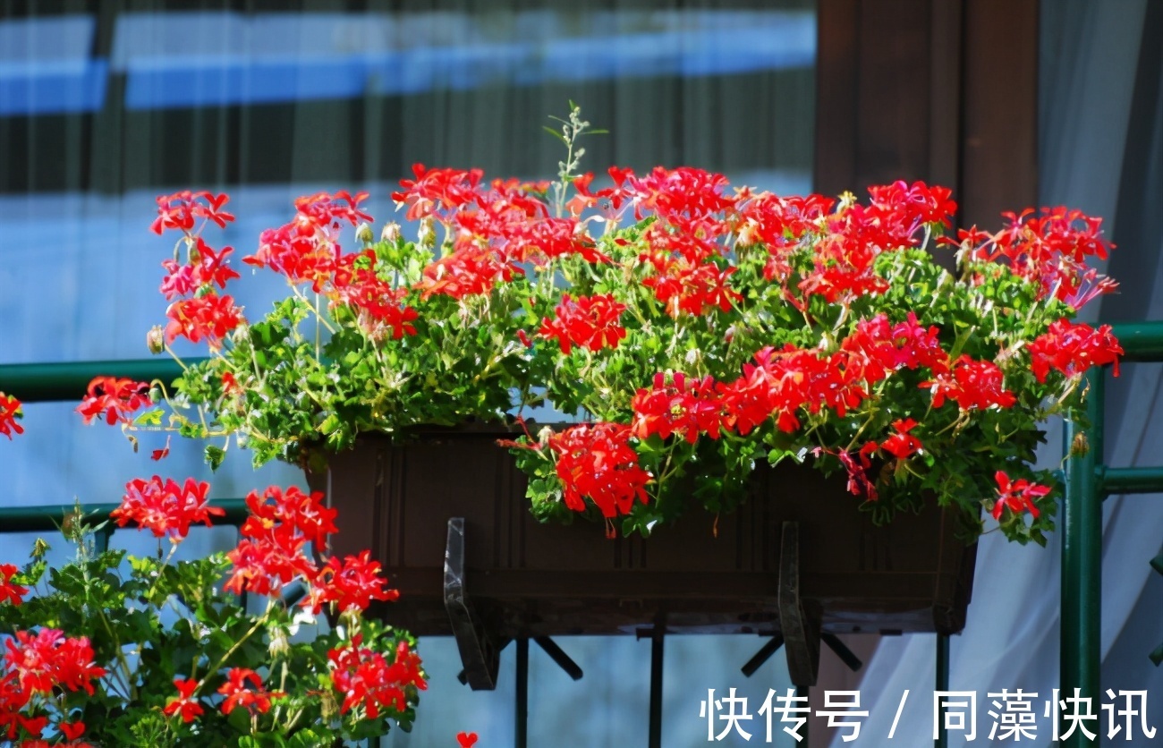 养花“贵精”不在多,养上这“3种”,谁看了都喜欢