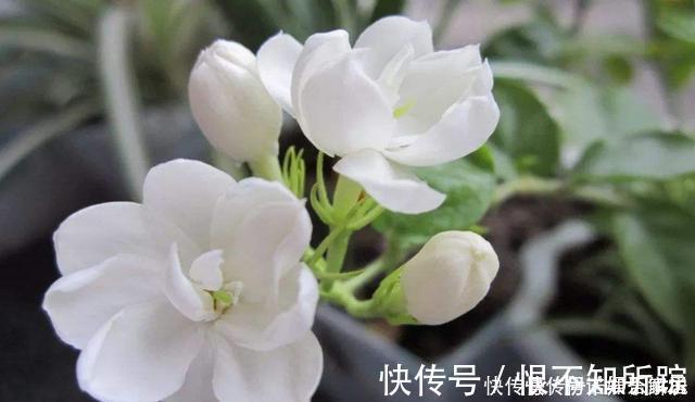 花友|茉莉、三角梅开得旺，土里两种花肥很重要，添一点就有明显效果