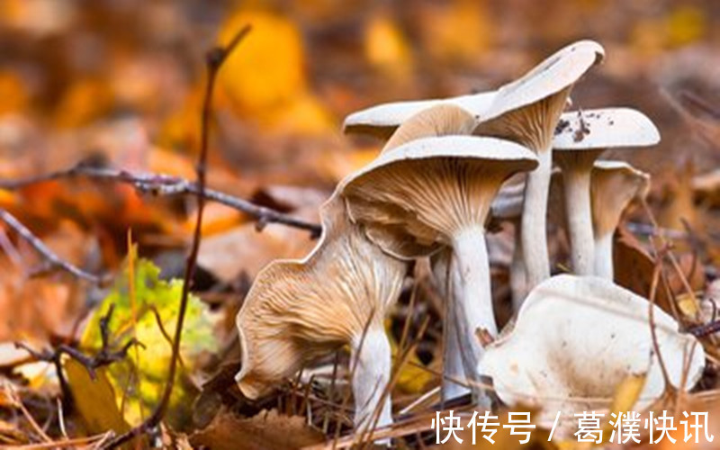 营养物质|千万不要买的几种食材,含有大量甲醛,极容易引起健康问题