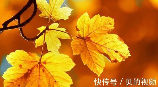 三事|秋季来临,中老年人多吃“三果”,避免“三事”,健康伴随一整年