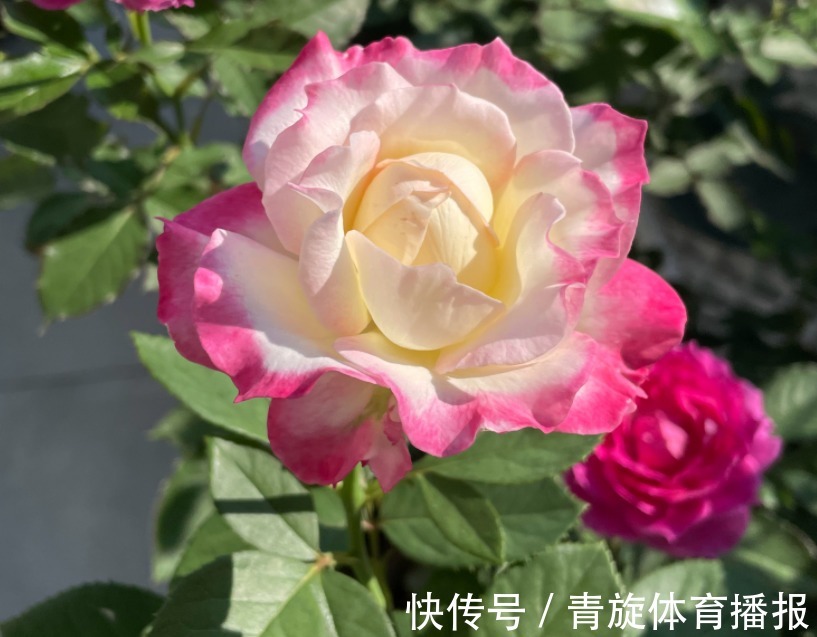 浓香高颜值月季，六翼天使，阳台盆栽抓住4点，分支多开花勤