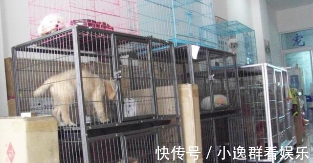 宠物店|电商家坦言：这5类商品，最好去实体店买，否则吃亏的是自己！