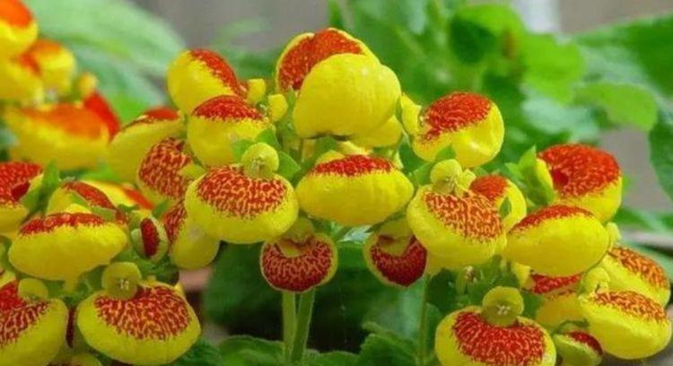 4种花养了就爆盆，花开富贵华丽，多姿多彩，南北方都可养！