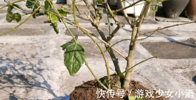 盆栽|这3种情况下,给植物换盆土,结果无异于“自掘坟墓”