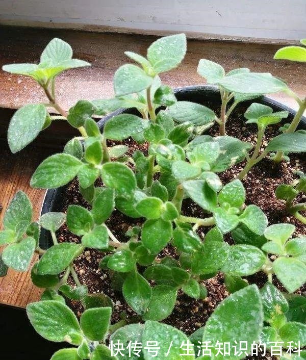 想省心就养这些花，没有病虫害，就爱开花！想省心就养这些花，没有病虫害，就爱开花！