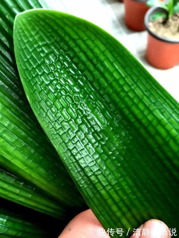 3种花“品味高”,放在家里有档次,格调高雅都说好看!