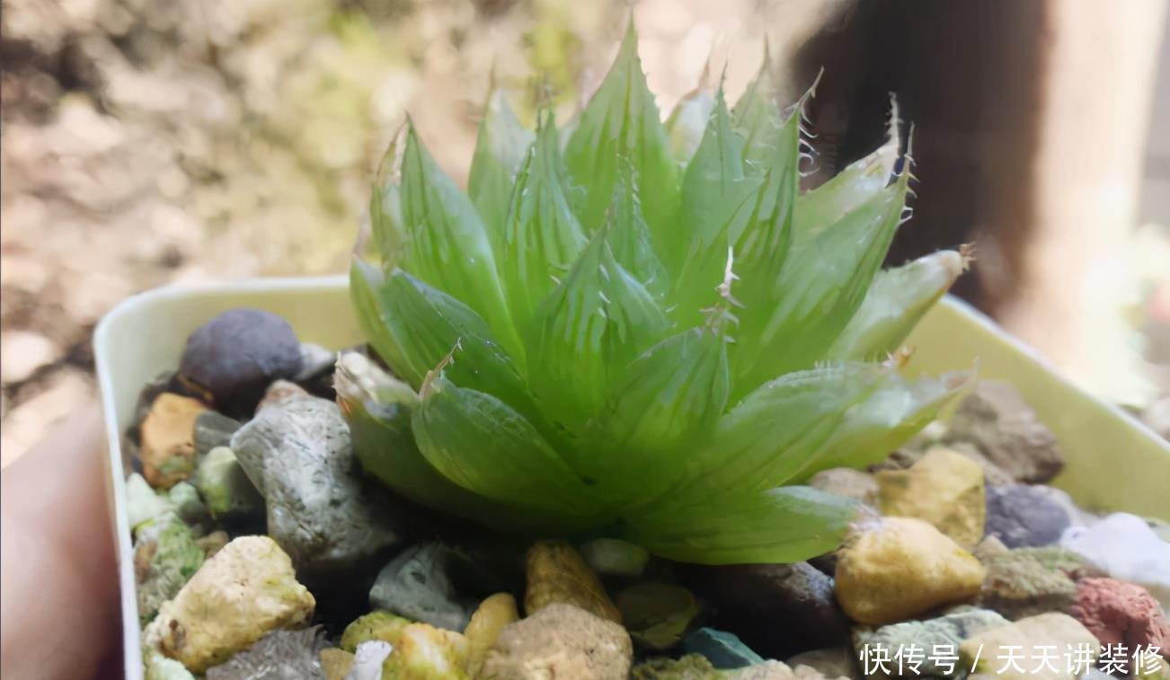 花盆|夏养多肉做好3点,黑腐化水问题不上门