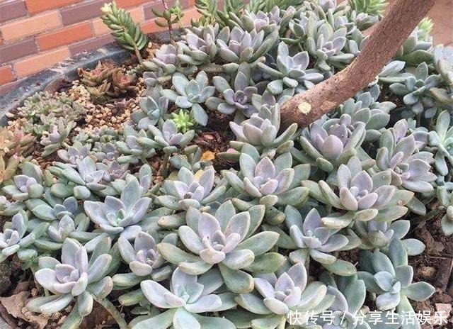新手养什么多肉好这3种,好看好养,度夏无压力,长满一大盆!
