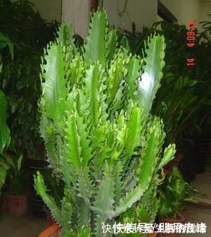 生根|这“3种花”最好扦插,“掰枝条”插土里就能活,花友看了都羡慕