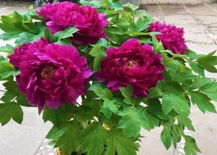 养花就养个花期长的,花大色艳,花姿妖娆,四季繁花似锦,美