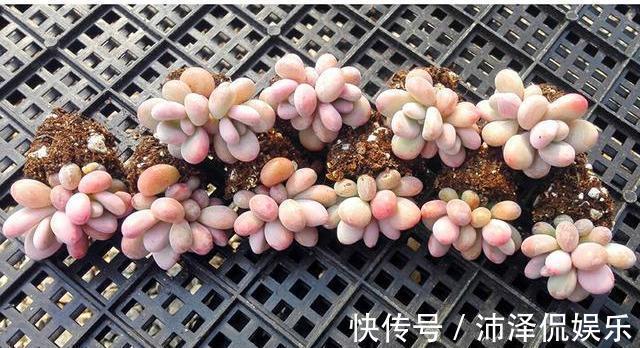 便宜|阳台养多肉，桃蛋粉嘟嘟，一生百，百生千，变成小桃林