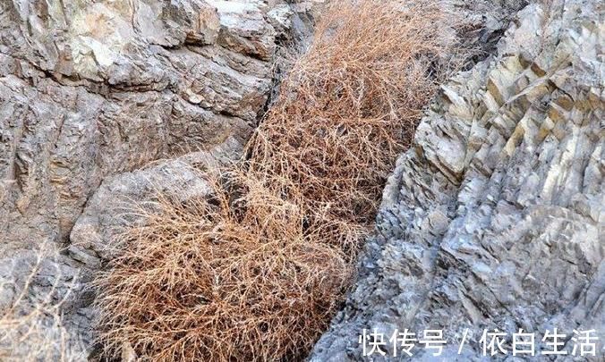 猪毛菜|农村野草全身是“毛”,假如你见到,可别轻视或除掉,价值很高