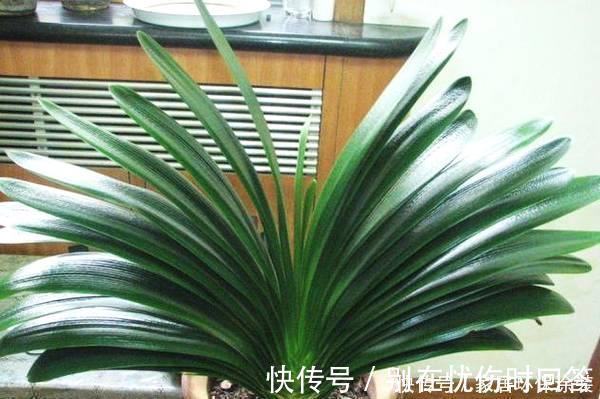 什么复合肥、淘米水,都不如1种东西,捡一些丢盆里,养啥花都旺