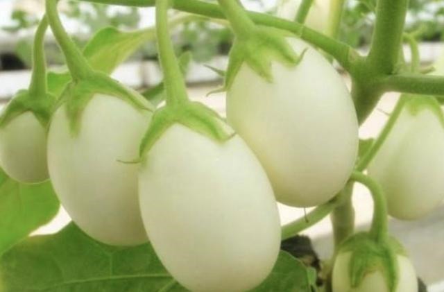 奶奶在阳台盆栽“蛋树”，1盆结出“10颗果”，60天摘一茬，够吃