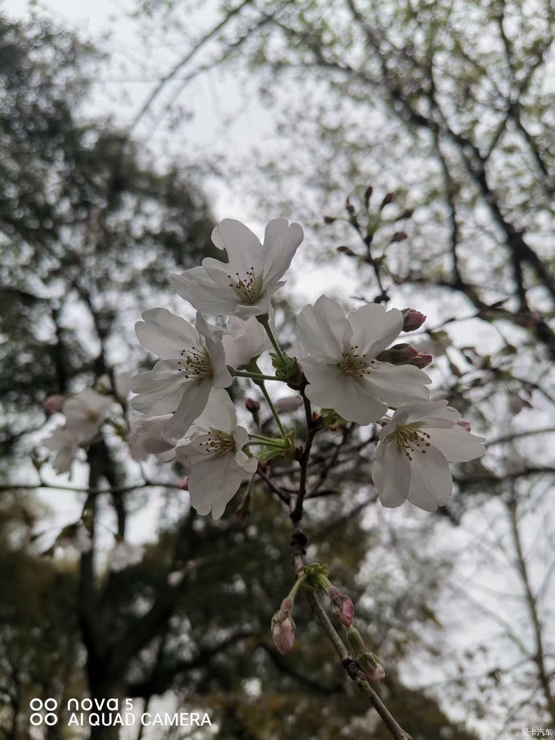 到江南第一松赏花