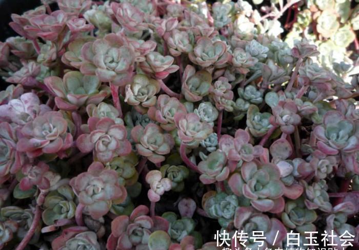 芦荟|10种最耐寒的多肉植物,零下了都不会死,新手就养它们吧