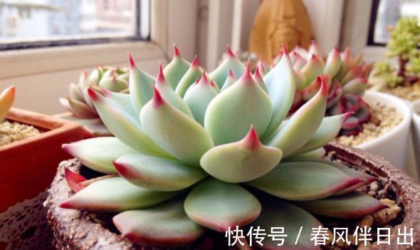 破解|三伏天30度以上，植物休眠，破解浇水养护难点，盆栽安全度夏