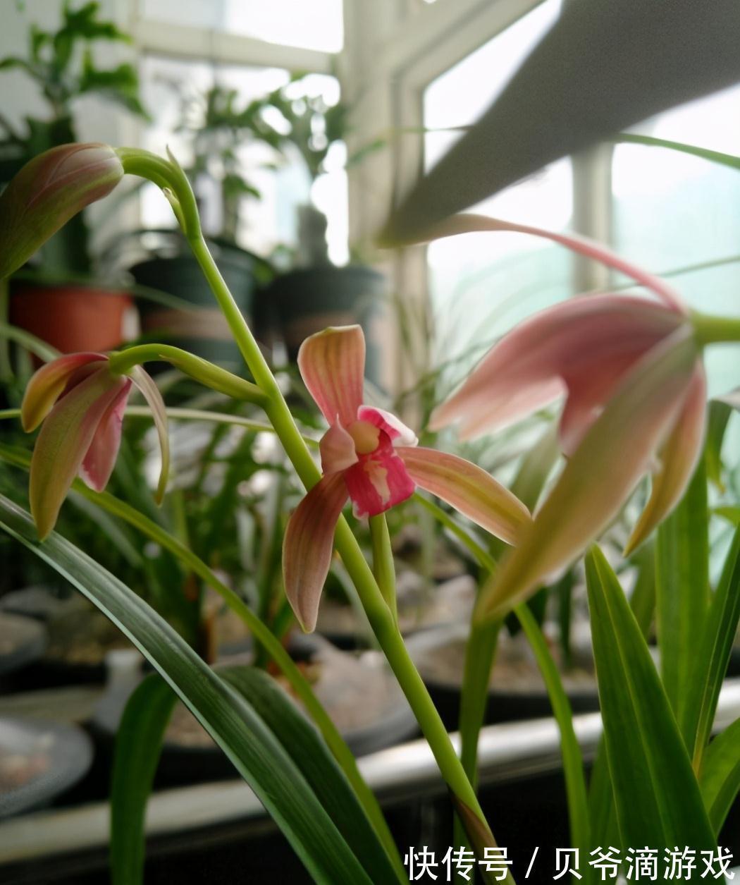 大全|最全兰花养护大全,做到这3点,兰花年年都开花