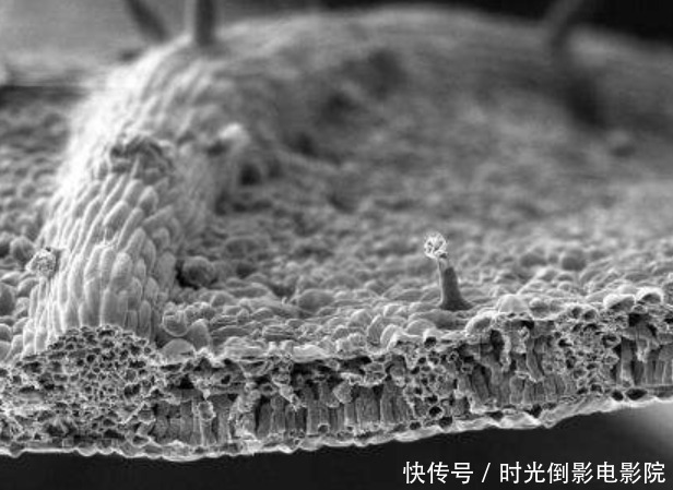 洗澡时搓出的黑泥是什么?显微镜不断放大后,终于看清楚了