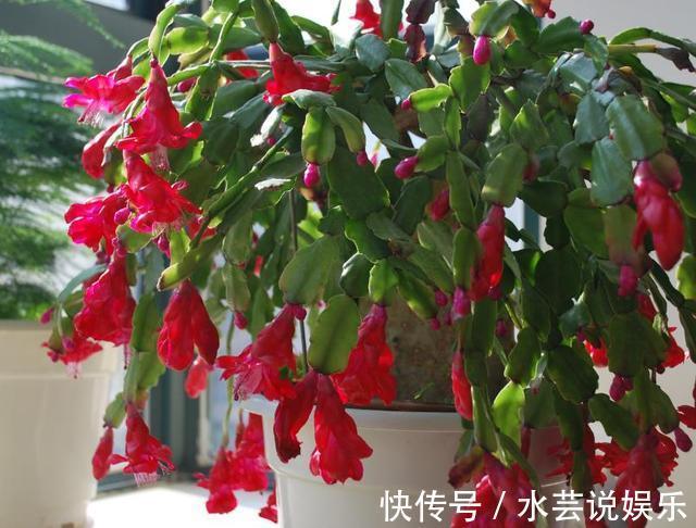 花卉|不会养长寿花、蟹爪兰把“它”埋在花盆里,枝叶乱窜,管用!