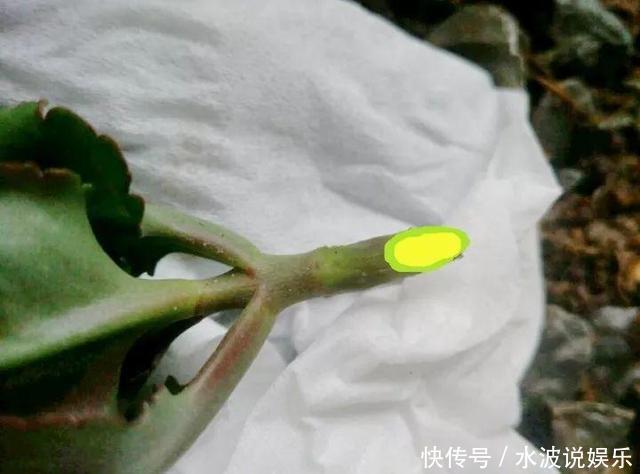 长寿花|长寿花和玉树“联姻”，半年成“老桩”，养出五颜六色的“花树”