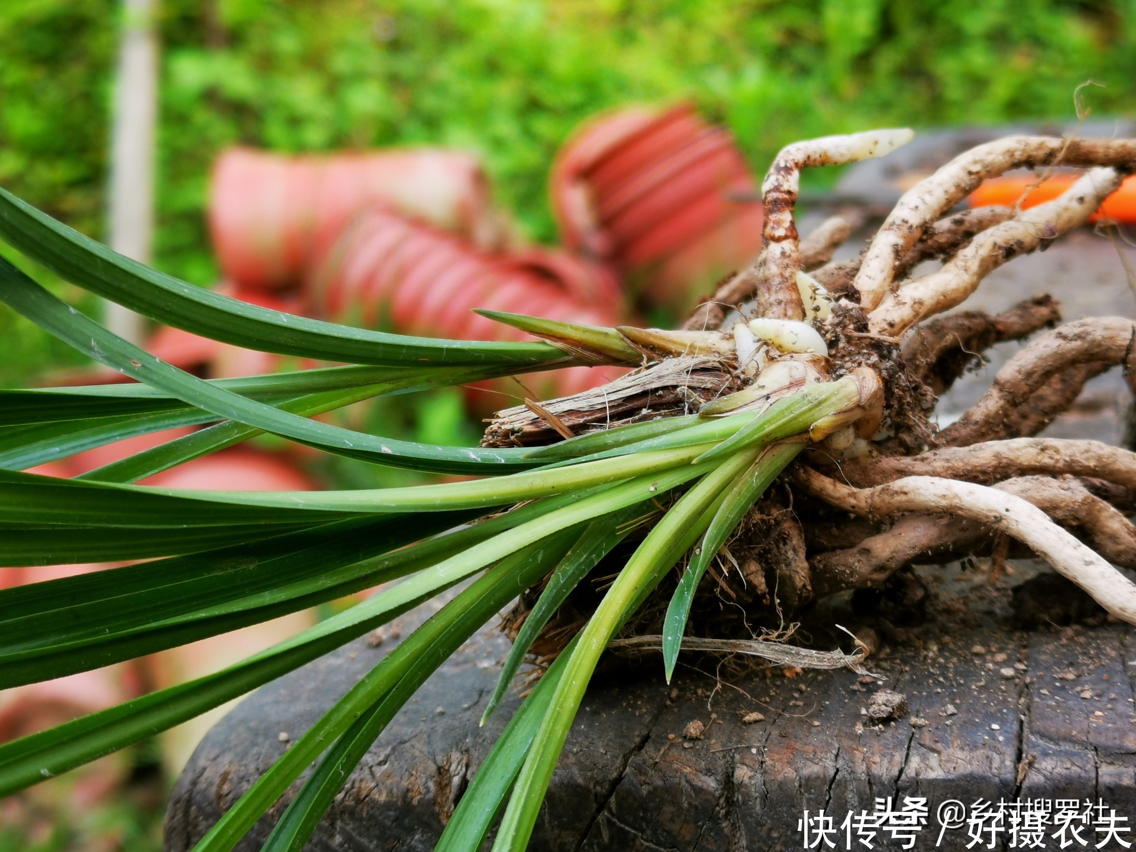 兰花|五月份的兰花最怕什么?施肥操作不当,15天兰花根烂苗枯