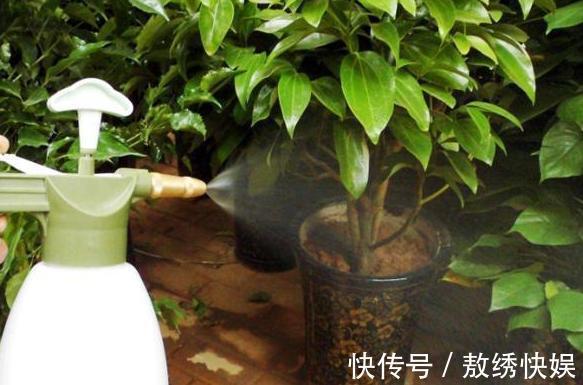 土壤贫瘠、结块,该怎么改善用上这“2种药”,养花没压力