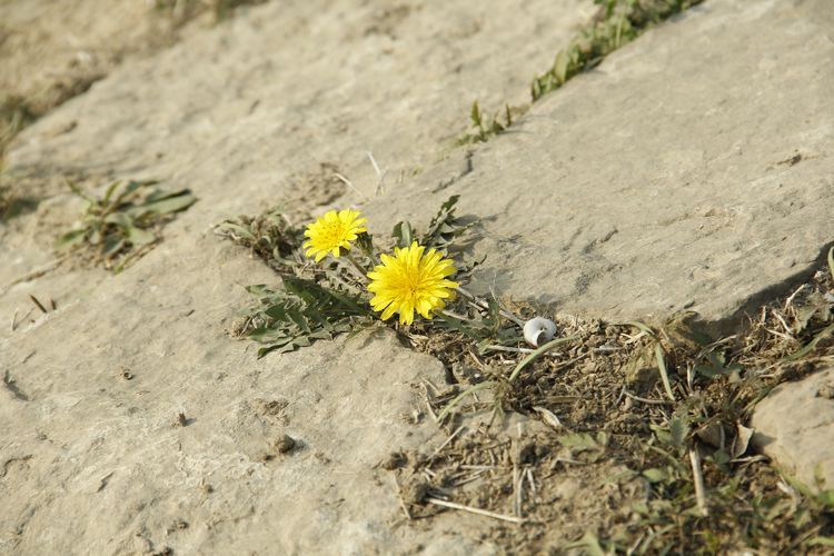 榆山街道：黄河岸边的“花世界”