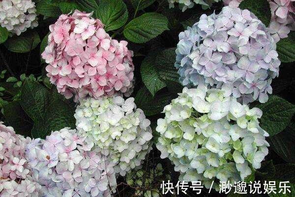 绣球|花店看中的绣球“买不起”用3cm的枝条，回家自己扦插，准活！