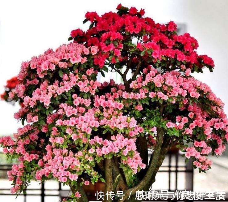 4种花养家里，冬天非但冻不死，还花开不断，满屋子都飘香