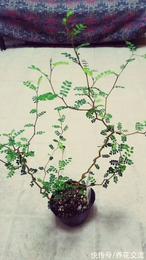 很少花友养的网红“童话树”,可真不难养,你会觉得好看不?