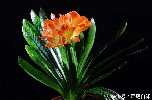 君子兰养了好几年,就是不开花,用了这个小技巧,一下开了几十朵!