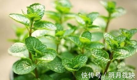 紫薇花紫薇花|3种“室内花”好看又好养,一月不管也能赏花,还去异味、吸烟尘