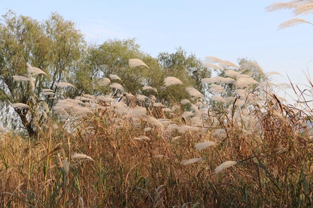 秋芦|泛舟西溪上，听芦秋雪庵！蓝媒小记者争做西溪湿地“秋芦”生态环保小卫士