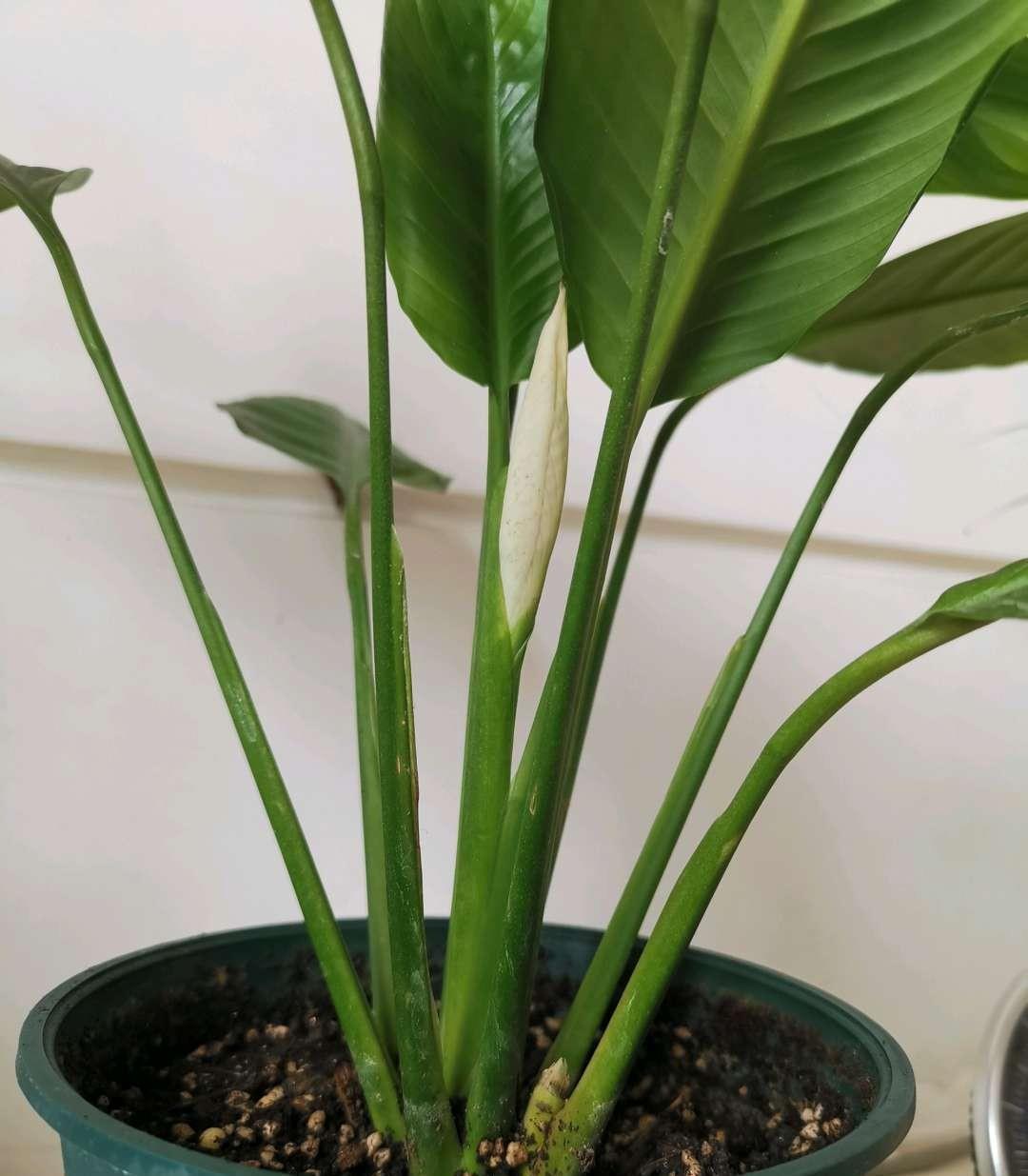 旺财旺运的5种盆栽,好看好养,放家里一盆不吃亏