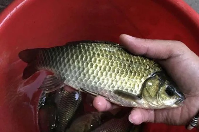 冬钓板鲫，究竟钓灵好还是钓钝更合适？看完才解开我多年的疑惑